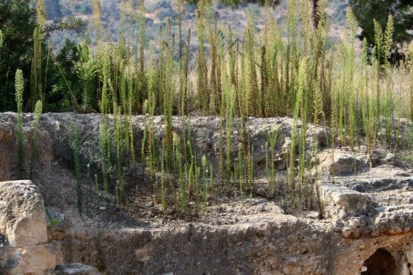 Groene Planten Groeide Moeilijke Omstandigheden Rotsen Stenen — Stockfoto