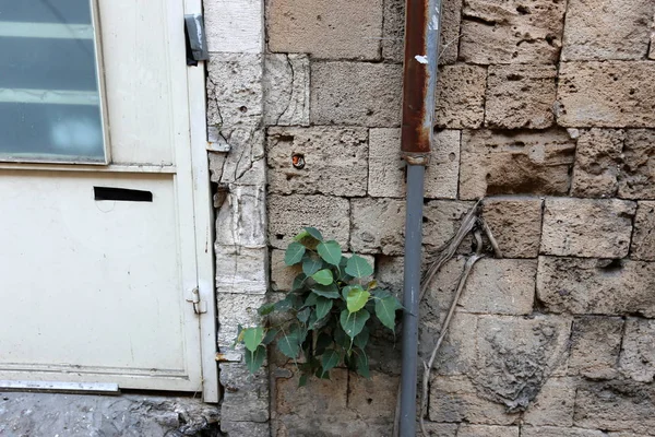 taş ve kayalar üzerinde zor koşullarda yeşil bitkiler büyüdü 