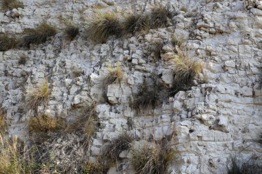 taş ve kayalar üzerinde zor koşullarda yeşil bitkiler büyüdü 