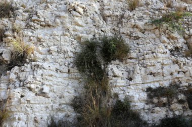 taş ve kayalar üzerinde zor koşullarda yeşil bitkiler büyüdü 