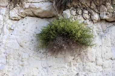 taş ve kayalar üzerinde zor koşullarda yeşil bitkiler büyüdü 