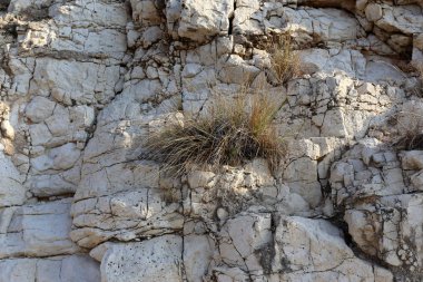 taş ve kayalar üzerinde zor koşullarda yeşil bitkiler büyüdü 