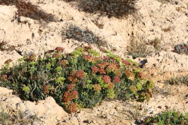 taş ve kayalar üzerinde zor koşullarda yeşil bitkiler büyüdü 