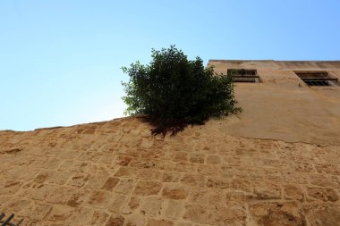 taş ve kayalar üzerinde zor koşullarda yeşil bitkiler büyüdü 