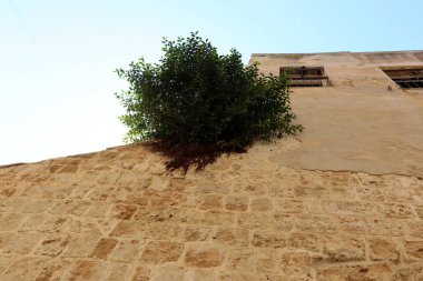taş ve kayalar üzerinde zor koşullarda yeşil bitkiler büyüdü 