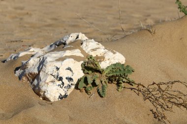 taş ve kayalar üzerinde zor koşullarda yeşil bitkiler büyüdü 