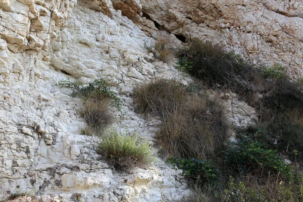 Plantas Verdes Crecieron Condiciones Difíciles Rocas Rocas —  Fotos de Stock