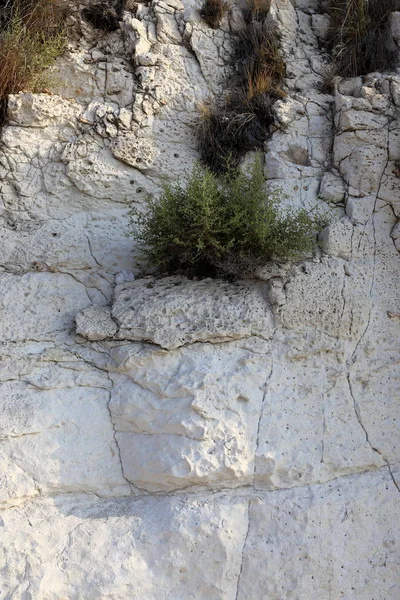 緑の植物が岩や岩の上困難な条件で育った — ストック写真