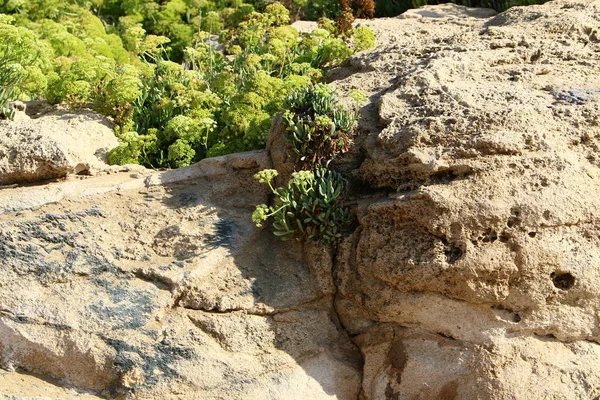 Green Plants Grew Difficult Conditions Rocks Rocks — Stock Photo, Image