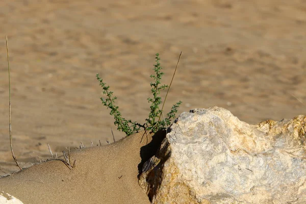 Plantes Vertes Ont Grandi Dans Des Conditions Difficiles Sur Les — Photo