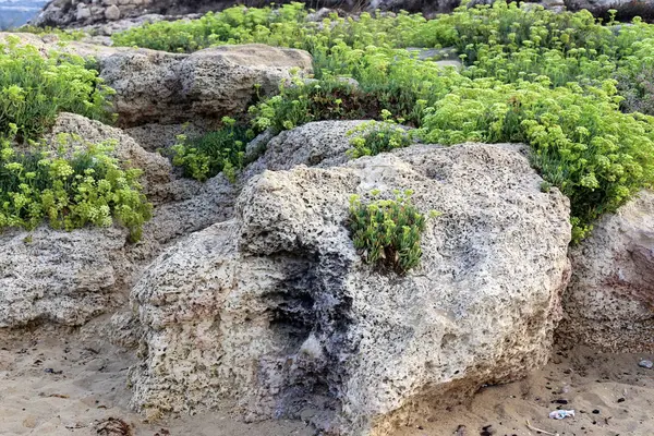 Grüne Pflanzen Wuchsen Unter Schwierigen Bedingungen Auf Steinen Und Felsen — Stockfoto