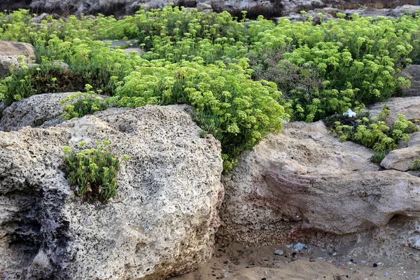 Grüne Pflanzen Wuchsen Unter Schwierigen Bedingungen Auf Steinen Und Felsen — Stockfoto