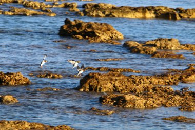İsrail devleti Kuzey Akdeniz'de Sahili 