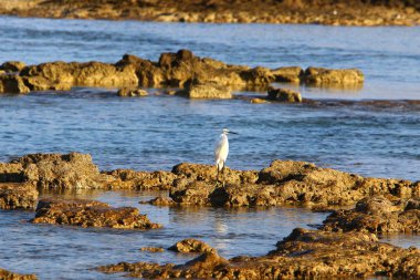 İsrail devleti Kuzey Akdeniz'de Sahili 
