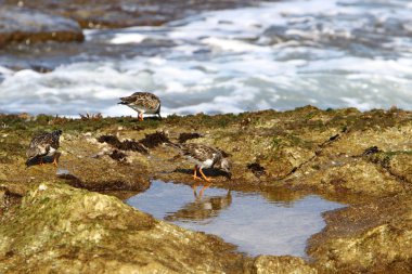 İsrail devleti Kuzey Akdeniz'de Sahili 