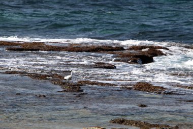 İsrail devleti Kuzey Akdeniz'de Sahili 