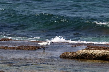 İsrail devleti Kuzey Akdeniz'de Sahili 