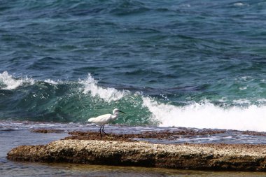 İsrail devleti Kuzey Akdeniz'de Sahili 