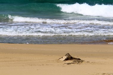 İsrail devleti Kuzey Akdeniz'de Sahili 