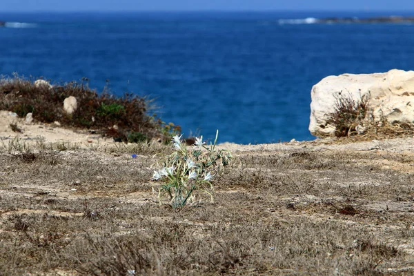 Costa Del Mar Mediterraneo Nell Estremo Nord Dello Stato Israele — Foto Stock