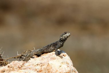 kertenkele bir taşa oturur ve güneşin altında basks 