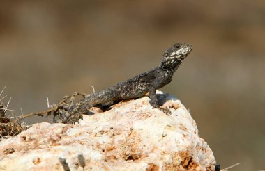 kertenkele bir taşa oturur ve güneşin altında basks 
