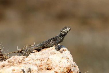 kertenkele bir taşa oturur ve güneşin altında basks 
