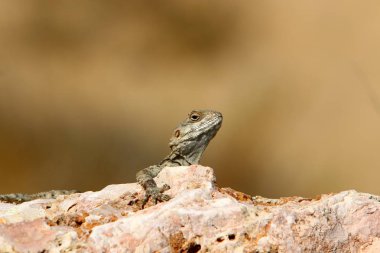 kertenkele bir taşa oturur ve güneşin altında basks 