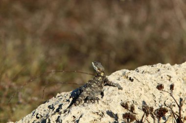 kertenkele bir taşa oturur ve güneşin altında basks 