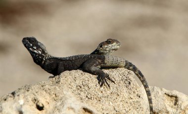 kertenkele bir taşa oturur ve güneşin altında basks 