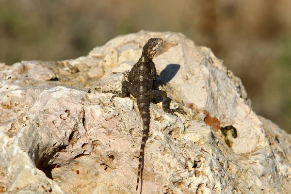 Lizard Sits Rock Basks Sun — Stock Photo, Image