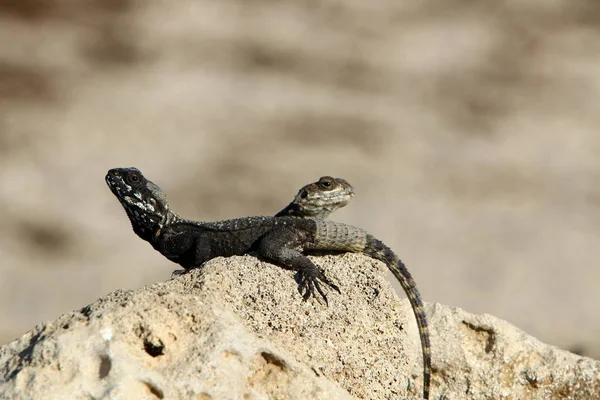Lizard Sits Rock Basks Sun — Stock Photo, Image