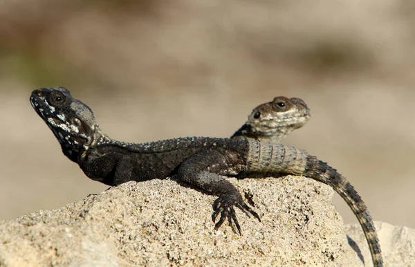 Lizard Sits Rock Basks Sun — Stock Photo, Image