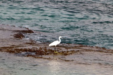 kuş Kuzey İsrail'Akdeniz kıyısında 