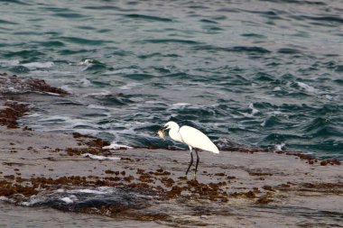 kuş Kuzey İsrail'Akdeniz kıyısında 