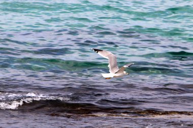 kuş Kuzey İsrail'Akdeniz kıyısında 