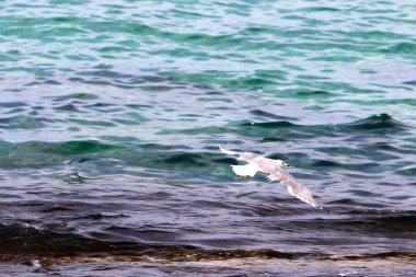 kuş Kuzey İsrail'Akdeniz kıyısında 