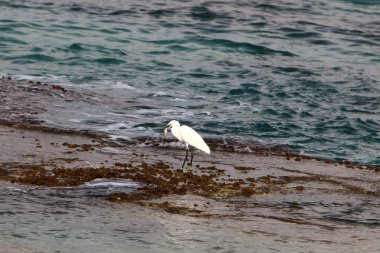 kuş Kuzey İsrail'Akdeniz kıyısında 