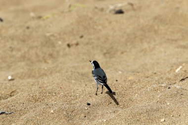 kuş Kuzey İsrail'Akdeniz kıyısında 