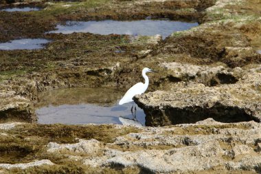 kuş Kuzey İsrail'Akdeniz kıyısında 