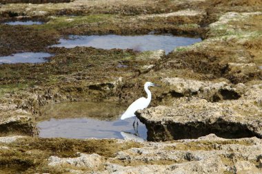 kuş Kuzey İsrail'Akdeniz kıyısında 