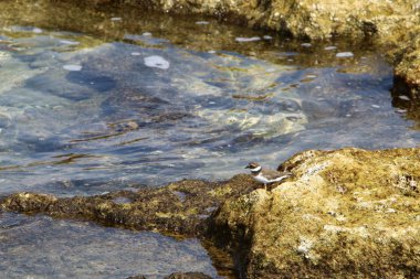 kuş Kuzey İsrail'Akdeniz kıyısında 