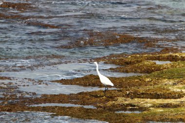kuş Kuzey İsrail'Akdeniz kıyısında 
