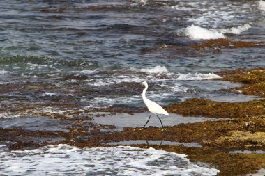 kuş Kuzey İsrail'Akdeniz kıyısında 
