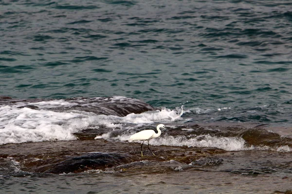 Uccello Sulle Rive Del Mediterraneo Nel Nord Israele — Foto Stock