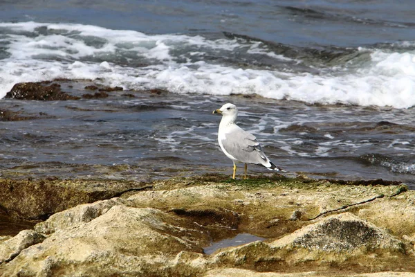 Pássaro Nas Margens Mediterrâneo Norte Israel — Fotografia de Stock