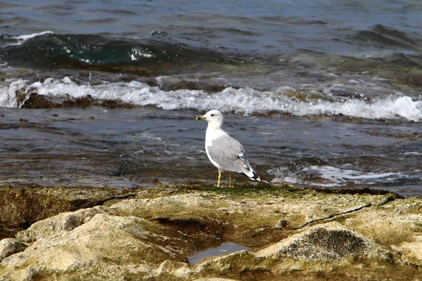 Oiseau Sur Les Rives Méditerranée Dans Nord Israël — Photo