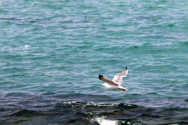 Oiseau Sur Les Rives Méditerranée Dans Nord Israël — Photo