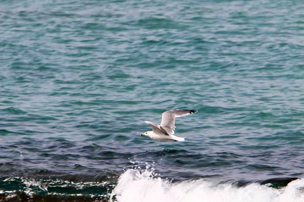 Oiseau Sur Les Rives Méditerranée Dans Nord Israël — Photo