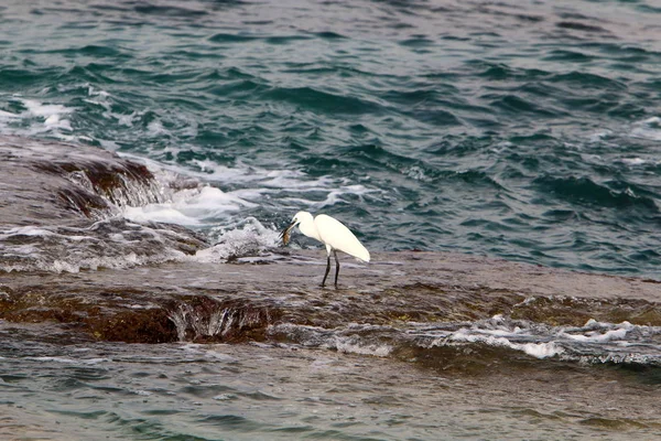 kuş Kuzey İsrail'Akdeniz kıyısında 